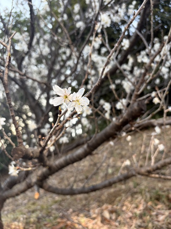 お知らせの画像