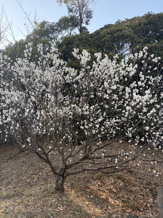 お知らせの画像